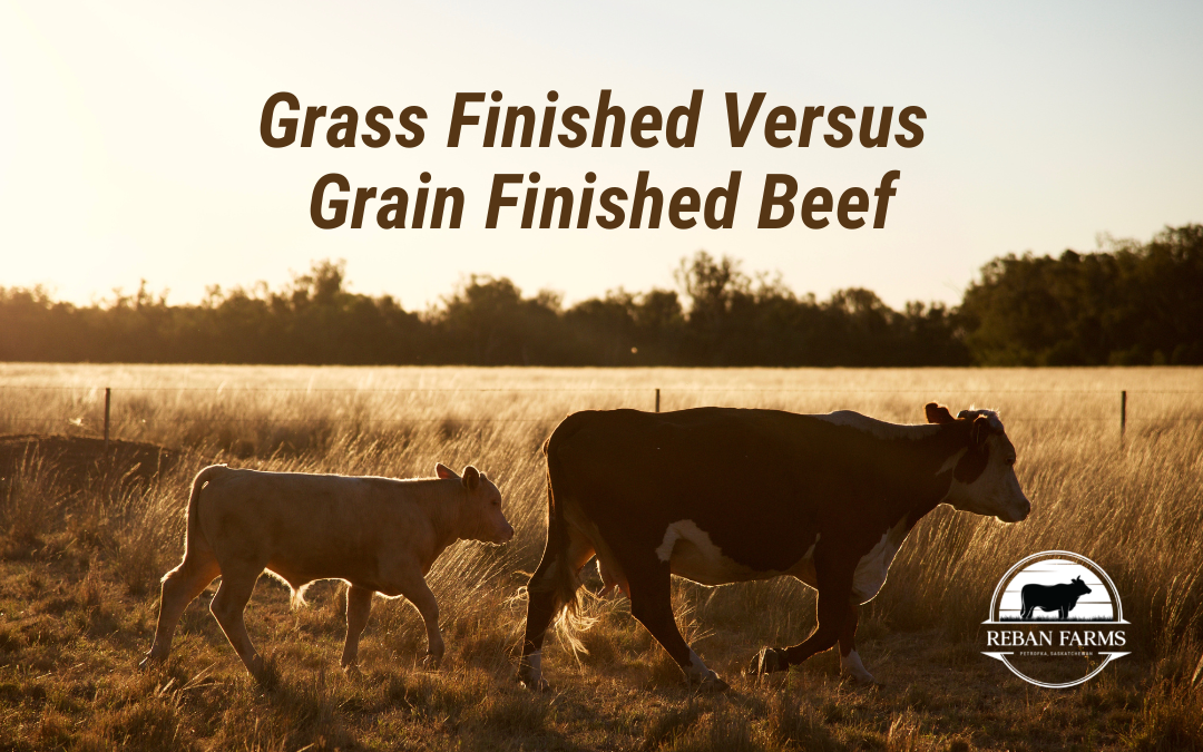 Grass Finished Versus Grain Finished Beef picture of Cows