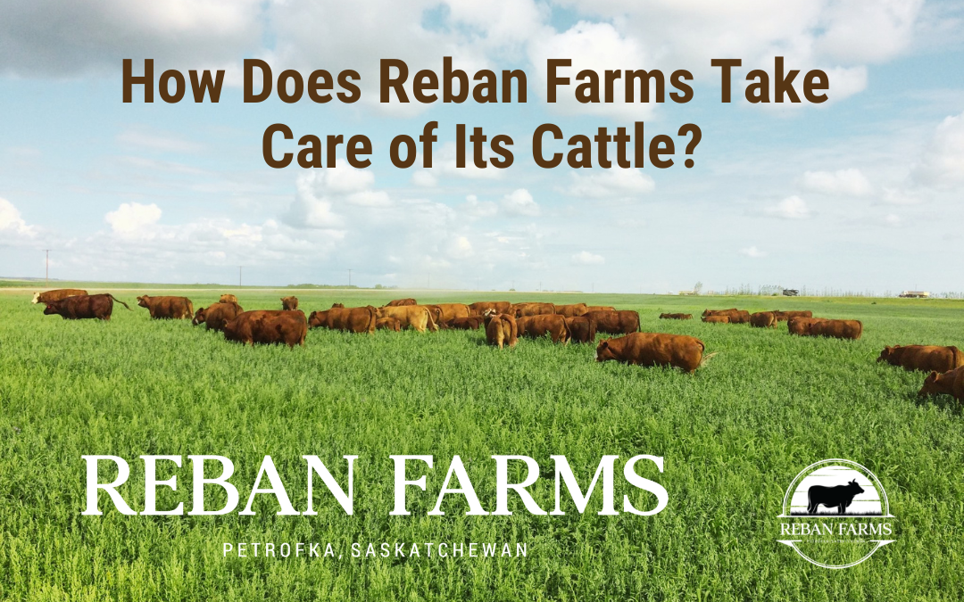How Does Reban Farms Take Care of its Cattle with picture of Cattle in the field.